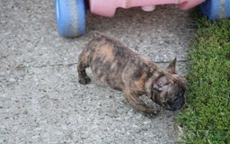 French Bulldog dogs for sale: Roland - Image 13
