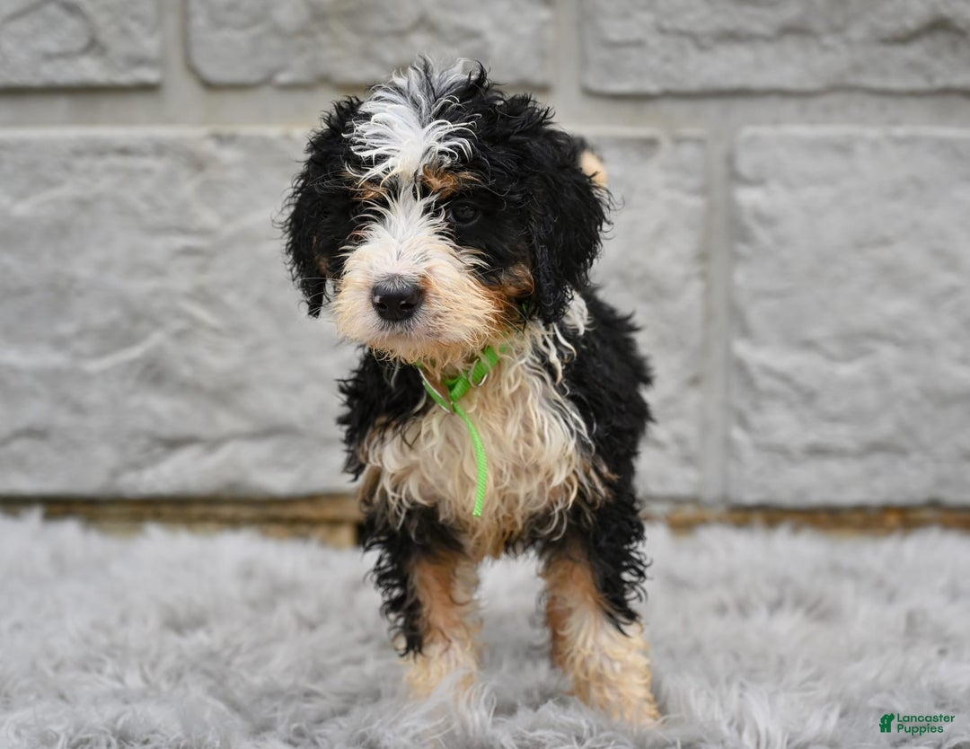 Bernedoodle dogs for sale: Bailey - Image 3