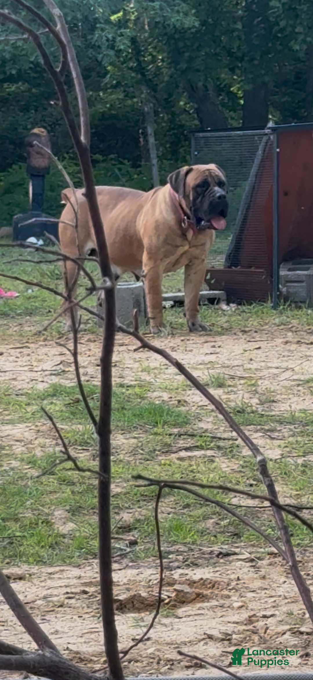 South African Boerboels dogs for sale: Debo - Image 6