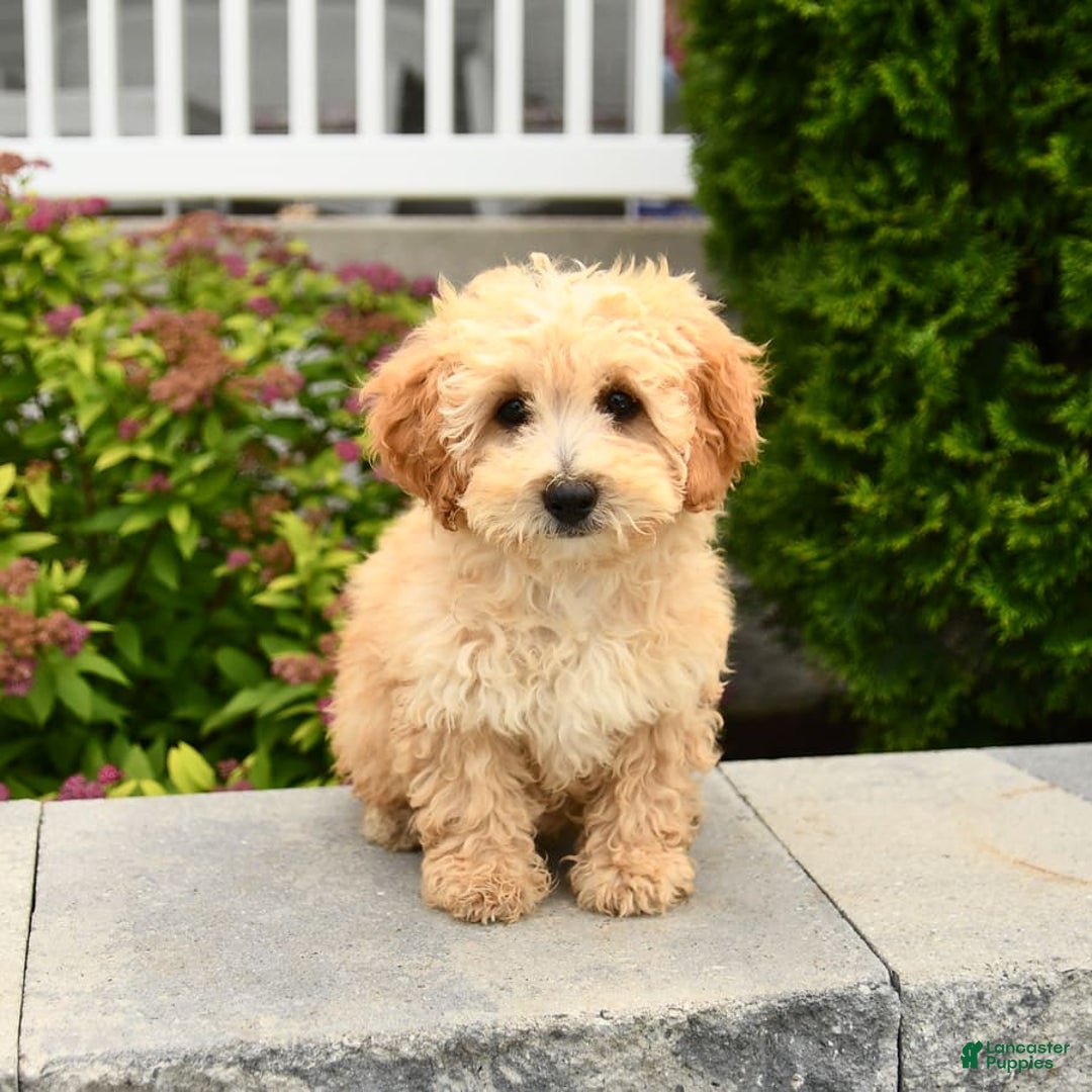 Miniature Poodle dogs for sale: Carla - Image 3
