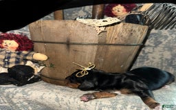Dachshund dogs for sale: Goldie - Image 2