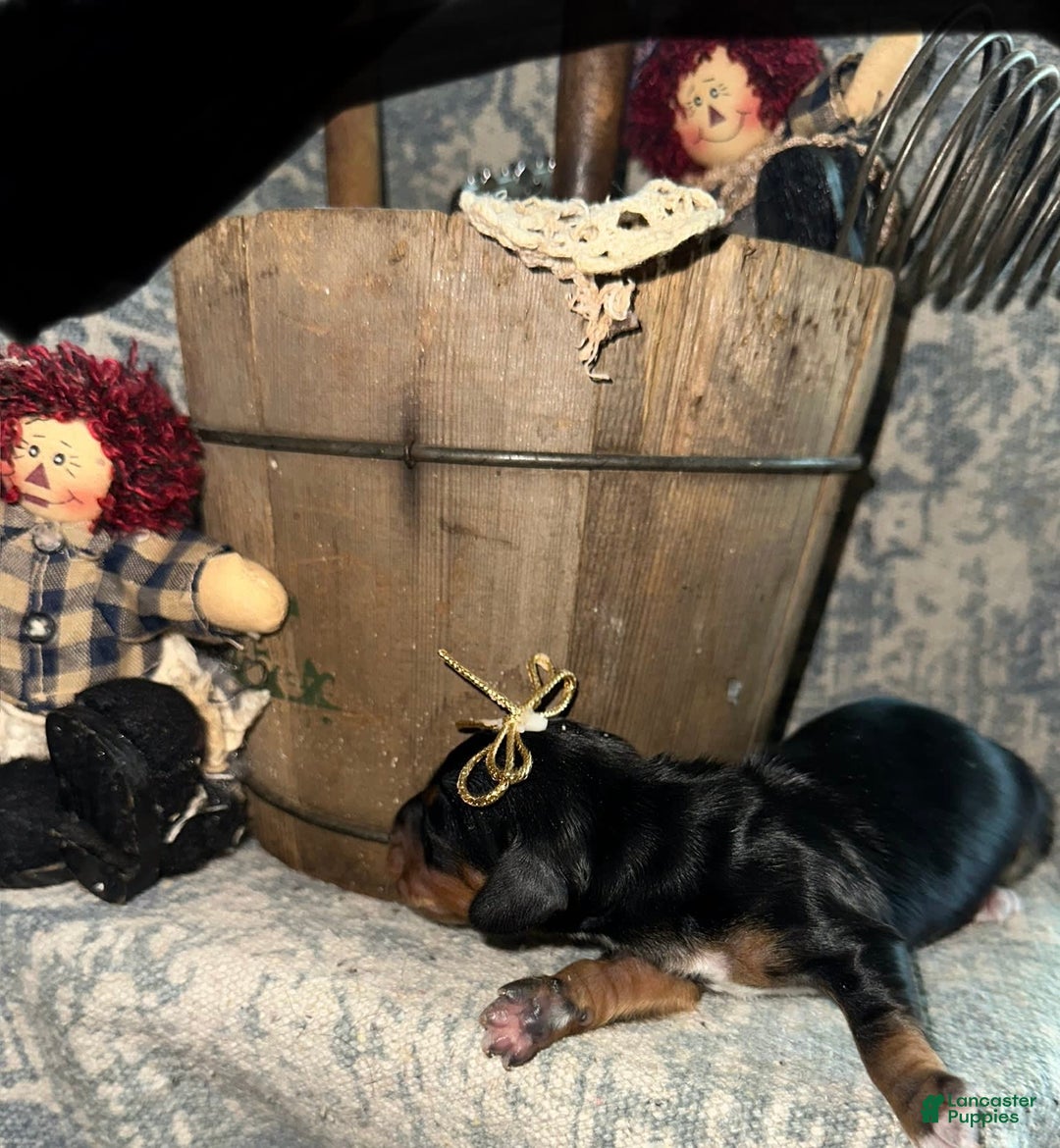 Dachshund dogs for sale: Goldie - Image 2