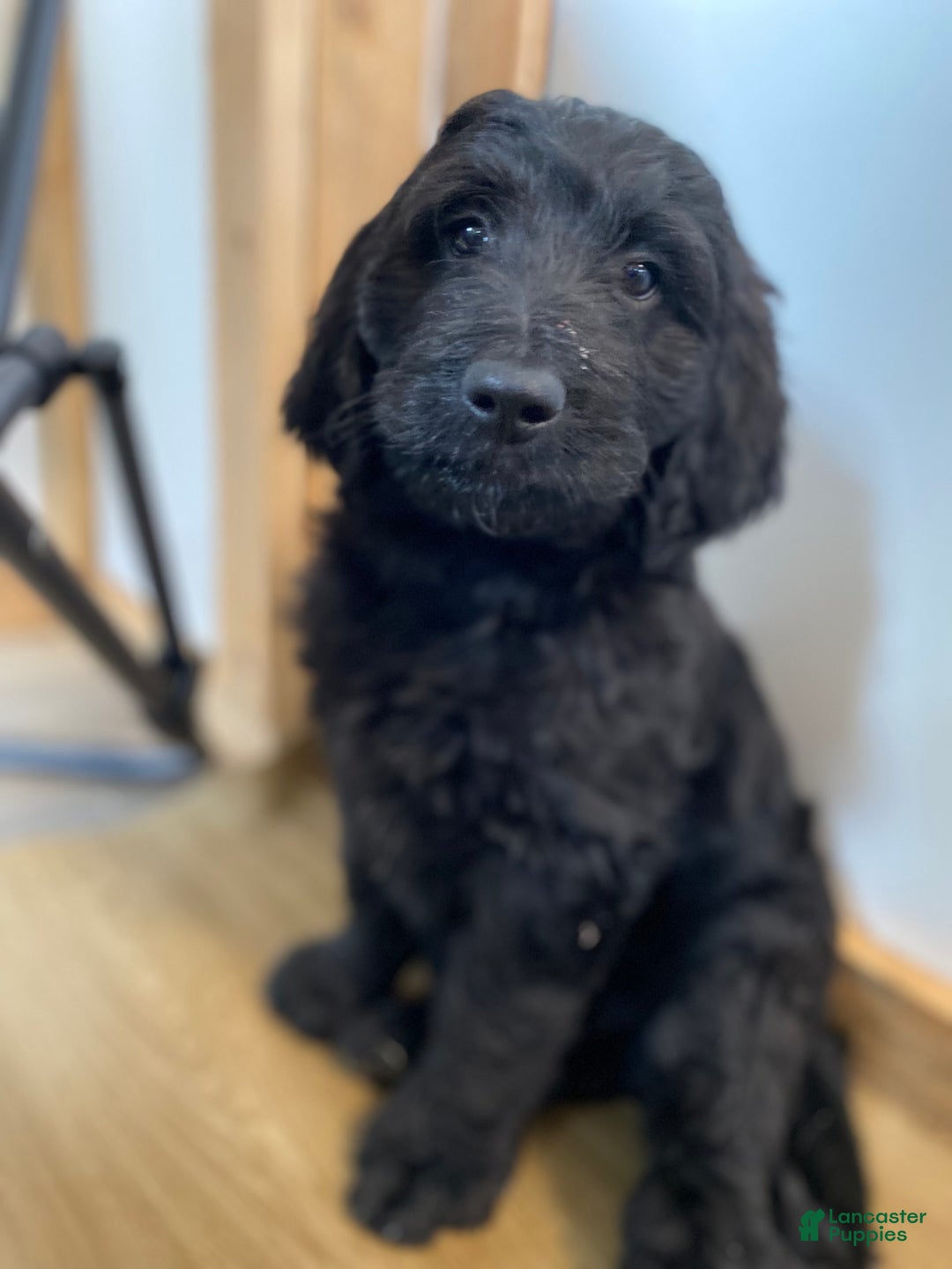 Bernedoodle dogs for sale: Magic - Image 3