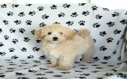Cavapoo dogs for sale: Ace - Image 25