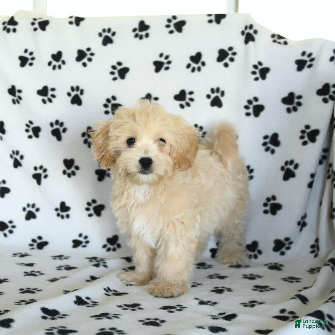 Cavapoo dogs for sale: Ace - Image 25