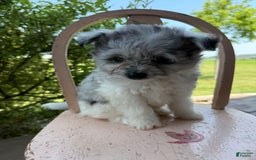 Pomapoo dogs for sale: Mason - Image 5