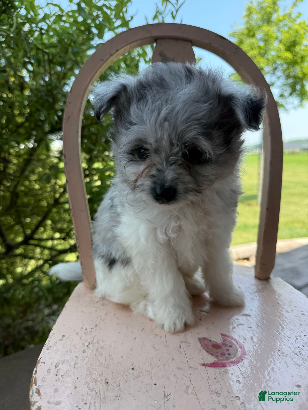 Pomapoo dogs for sale: Mason - Image 5