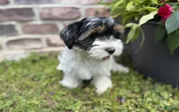 Yorkshire Terrier dogs for sale: Lola - Image 6