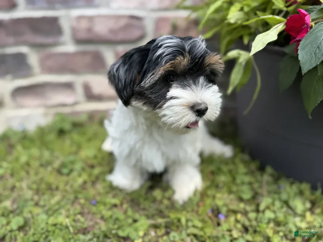 Yorkshire Terrier dogs for sale: Lola - Image 6
