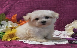 Maltese dogs for sale: Gage - Image 3