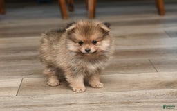 Pomeranian dogs for sale: Teddy - Image 3