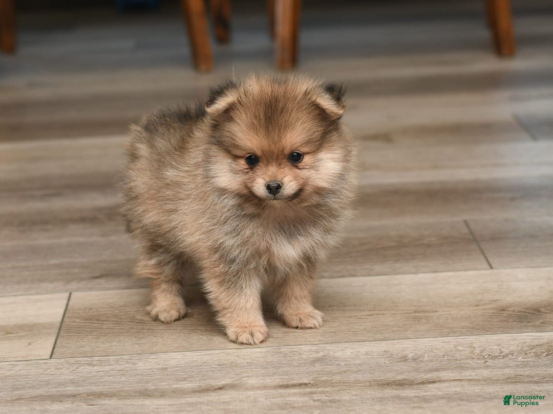 Pomeranian dogs for sale: Teddy - Image 3