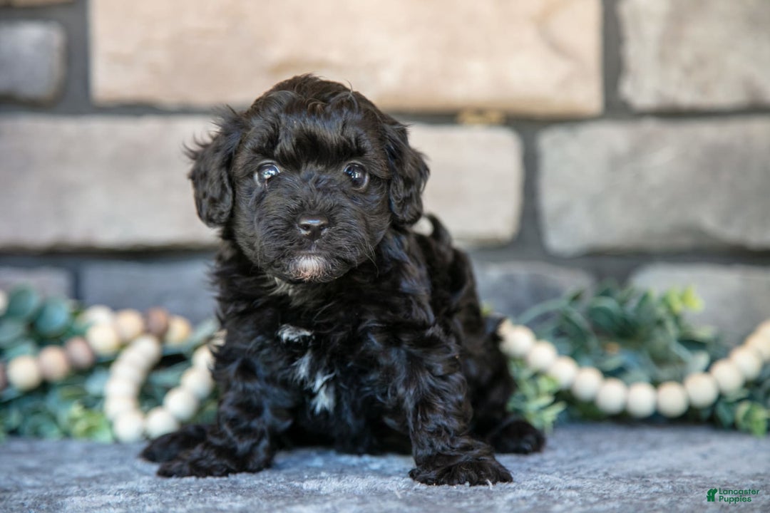 Havapoo dogs for sale: Cassie - Image 3