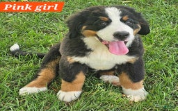 Bernese Mountain Dog dogs for sale: Pink - Image 2