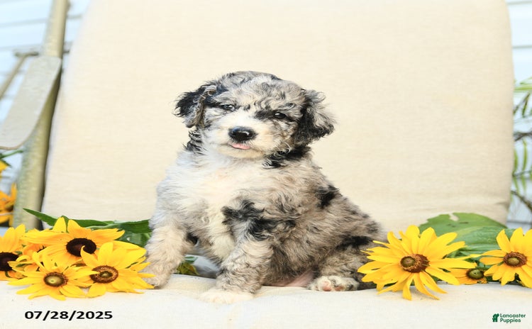Bernedoodle dogs for sale - Ad 1
