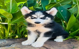 Siberian Husky dogs for sale: Stetson - Image 3