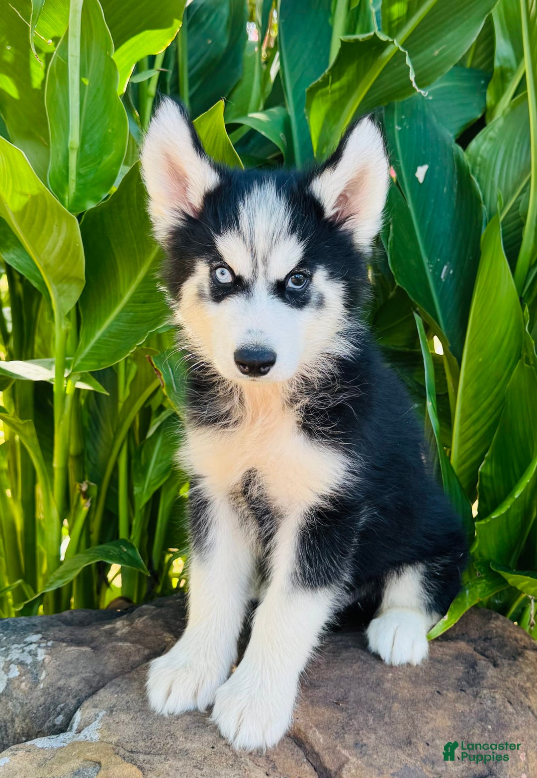 Siberian Husky dogs for sale: Stetson - Image 3