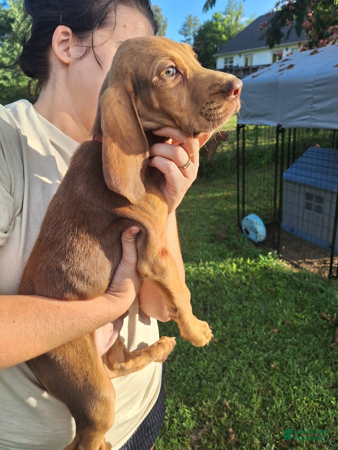 Bloodhound dogs for sale: Red - Image 5