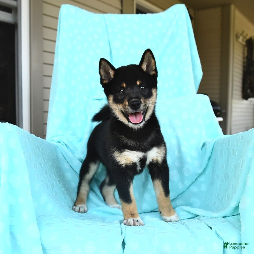 Shiba Inu dogs for sale: Warrior - Image 10