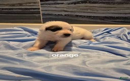 Great Pyrenees dogs for sale: Orange - Image 3