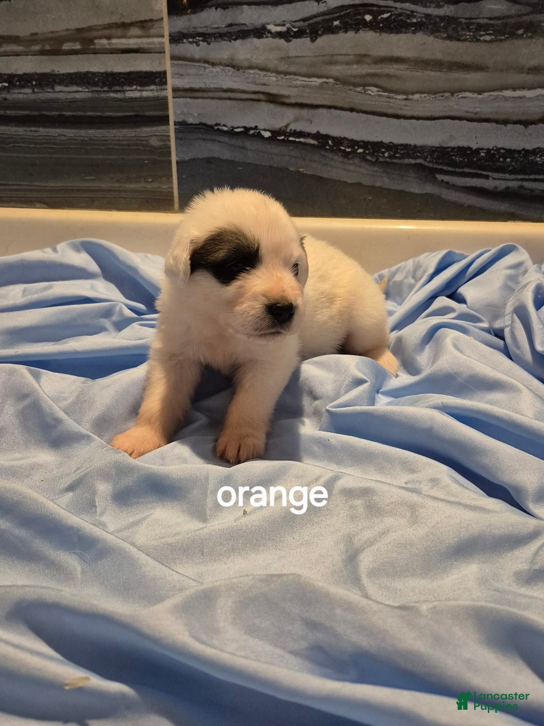 Great Pyrenees dogs for sale: Orange - Image 3