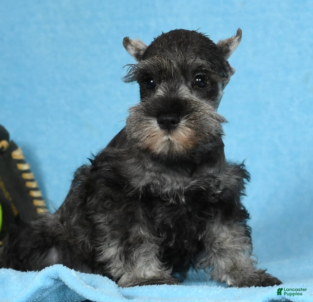 Miniature Schnauzer dogs for sale: Ike - Image 8