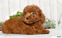Miniature Poodle dogs for sale: Zoey - Image 3
