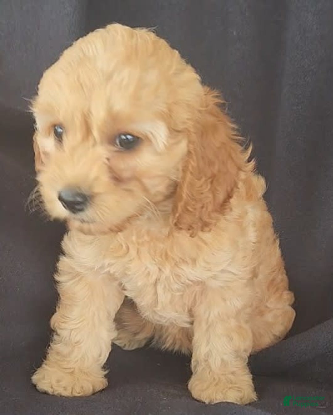Cockapoo dogs for sale: Brooke - Image 7
