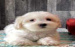 Havanese dogs for sale: Hugo - Image 1