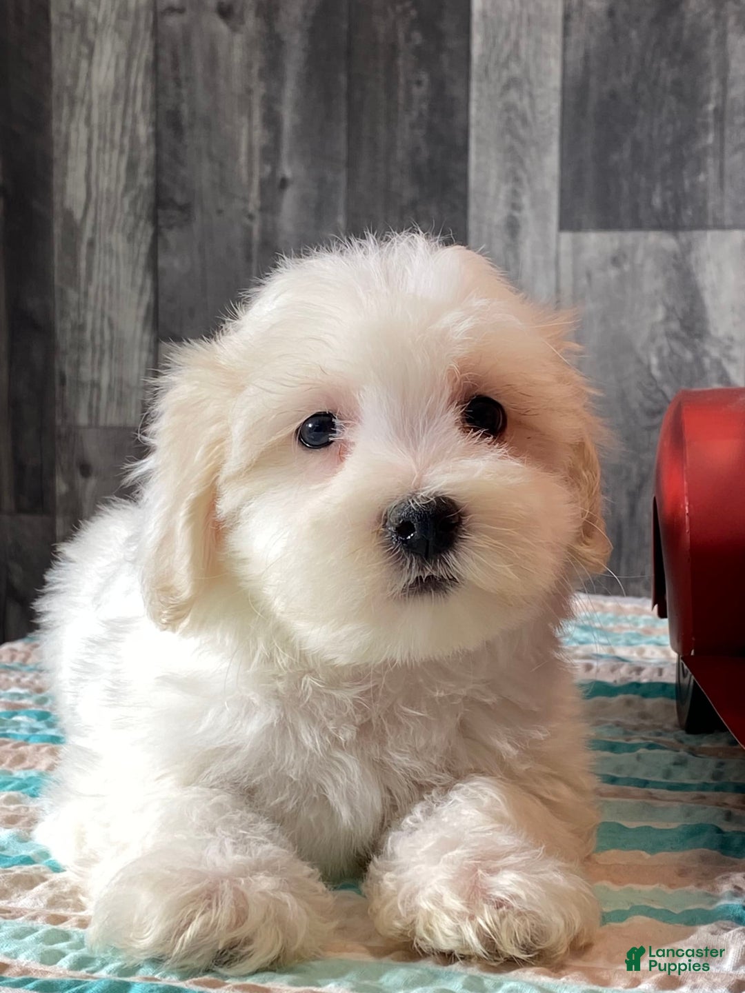 Havanese dogs for sale: Hugo - Image 1