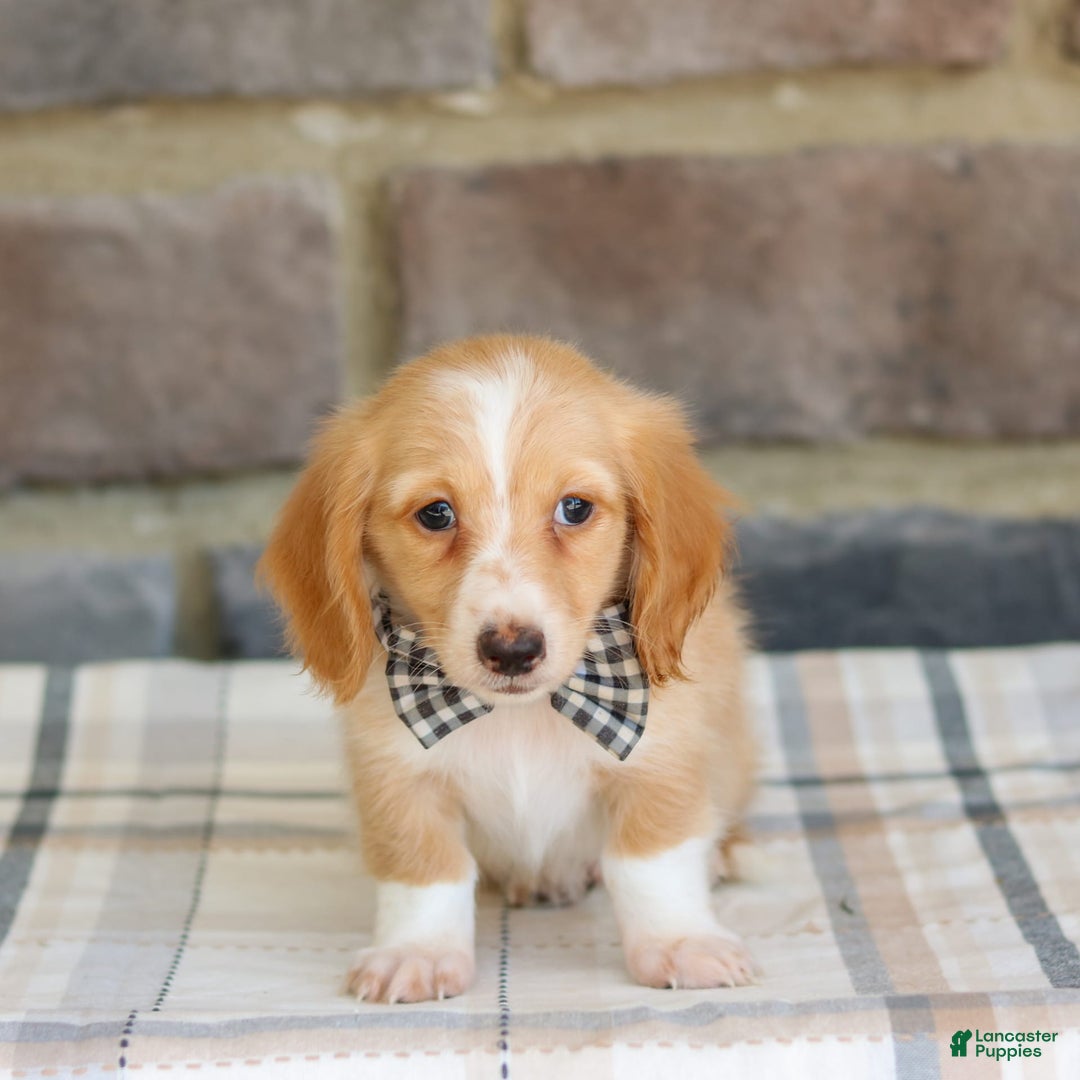 Miniature Dachshund dogs for sale: Wade - Image 3