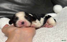 Cavalier King Charles Spaniel dogs for sale: Harlen - Image 4