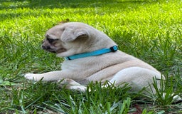 Pug dogs for sale: Pug 4 puppies - Image 19