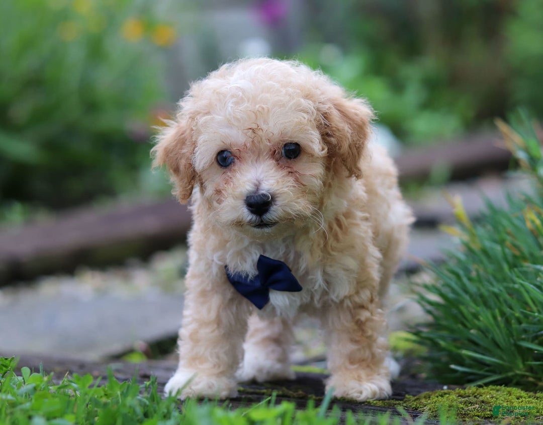 Miniature Poodle dogs for sale: Ricky - Image 1