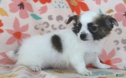 Chihuahua dogs for sale: Skeeter - Image 18