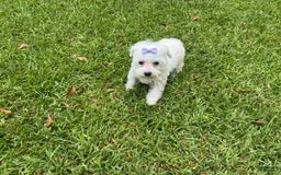 Maltese dogs for sale: Bella - Image 4