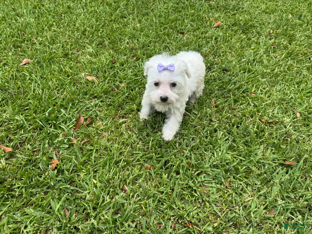 Maltese dogs for sale: Bella - Image 4