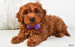 Cavapoo dogs for sale: Viola - Image 3