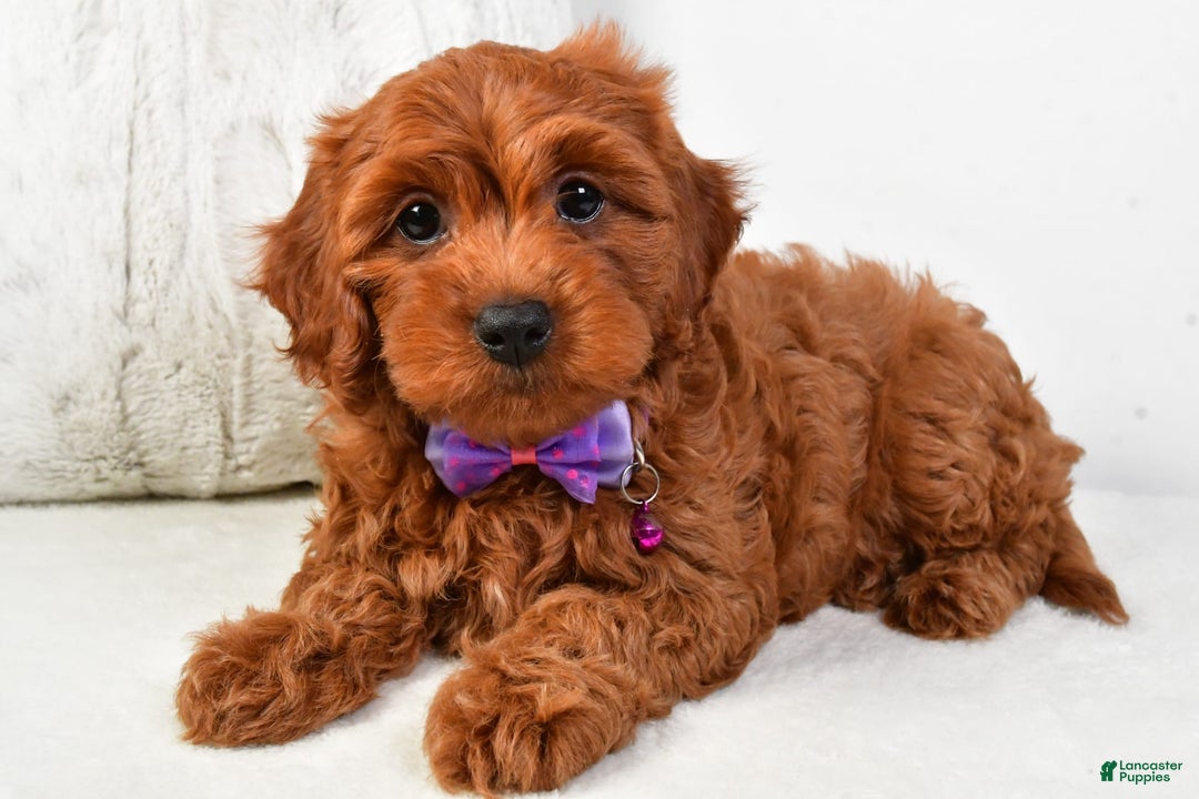 Cavapoo dogs for sale: Viola - Image 3