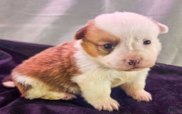 Welsh Corgi Pembroke dogs for sale: Ricky - Image 1