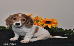 Miniature Dachshund dogs for sale: Hazel - Image 3