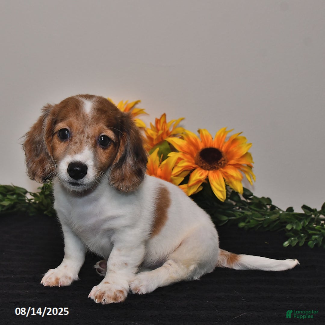 Miniature Dachshund dogs for sale: Hazel - Image 3