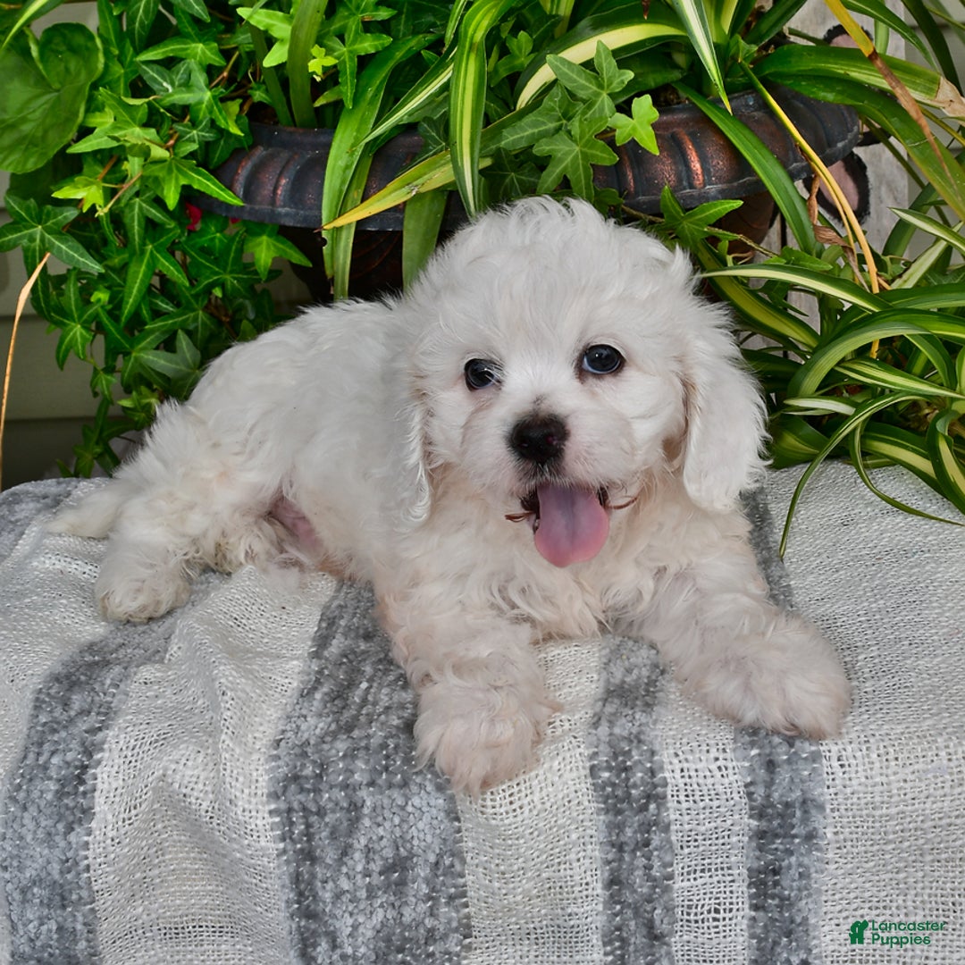 Cavachon dogs for sale: Charlie - Image 7