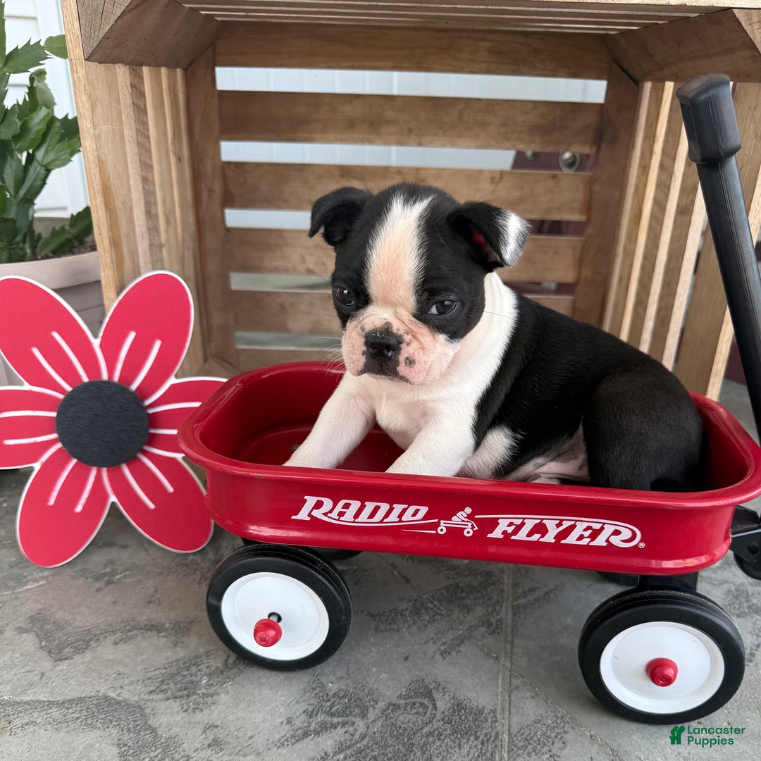 Boston Terrier dogs for sale: Brandon - Image 2