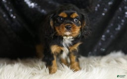 Cavalier King Charles Spaniel dogs for sale: Valentino - Image 3
