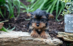 Yorkshire Terrier dogs for sale: Shelby - Image 2