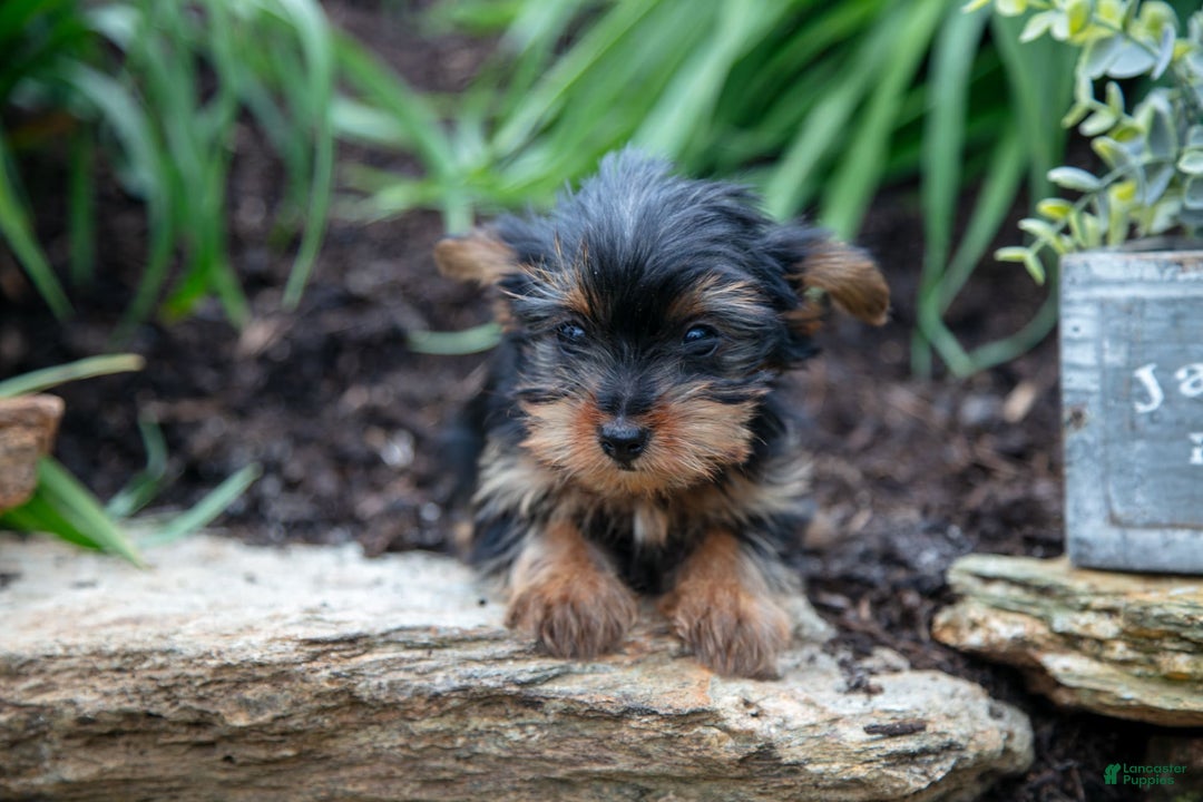 Yorkshire Terrier dogs for sale: Shelby - Image 2