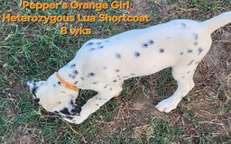 Dalmatian dogs for sale: Peppers Orange Girl - Image 11