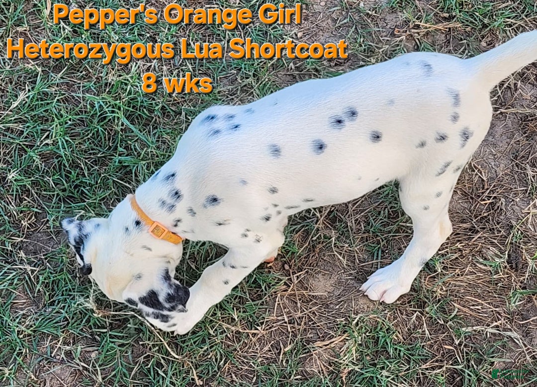 Dalmatian dogs for sale: Peppers Orange Girl - Image 11