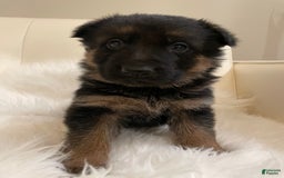 German Shepherd dogs for sale: 4 - Image 3